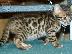 PoulaTo: Διαθέσιμα χαριτωμένα γατάκια της Βεγγάλης μόνο whatsapp (+63-995-461-6242)...